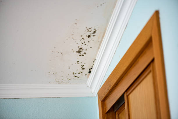 Best Mold Damage Repair  in Frankenmuth, MI
