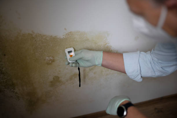 Best Toxic Mold Removal  in Frankenmuth, MI