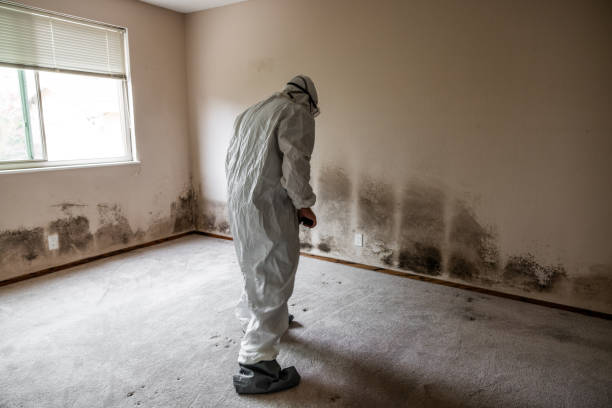 Best Professional Mold Removal  in Frankenmuth, MI