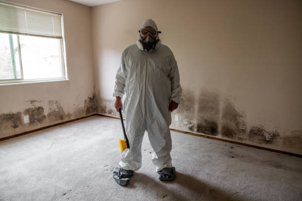 Best Certified Mold Removal  in Frankenmuth, MI