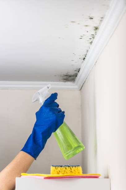 Best Mold Cleaning Services  in Frankenmuth, MI