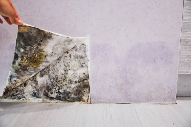 Water Damage Restoration in Frankenmuth, MI